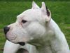 Dogo Argentino Foto: Süßer Kerl! (ID 8710) Dogo Argentino Hund