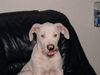 Dogo Argentino Foto: Dusty 4 Monate alt (ID 7230) Dogo Argentino Hund