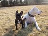 Dogo Argentino Foto: mein Hund und seine kleine Freundin (ID 20779) Dogo Argentino Hund