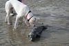 Dogo Argentino Foto: Emily und Robbie (ID 32316) Dogo Argentino Hund