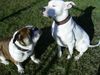 Dogo Argentino Foto: Fee und Sir Henry warten auf......... (ID 19962) Dogo Argentino Hund
