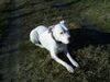 Dogo Argentino Foto: Unsere Fee 8 Jahre alt (ID 17766) Dogo Argentino Hund