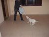 Dogo Argentino Foto: Igor Del Grande Casador Branco (ID 11165) Dogo Argentino Hund