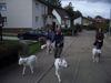 Dogo Argentino Foto: Vierer Gespann (ID 18709) Dogo Argentino Hund