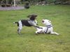 Dogo Argentino Foto: Spielvergnügen mit 22 Monaten (Rüde) (ID 18158) Dogo Argentino Hund