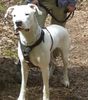 Dogo Argentino Foto: Jagdsequenz (ID 25067) Dogo Argentino Hund