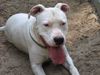 Dogo Argentino Foto: tante tilly nach dem buddeln.... (ID 22956) Dogo Argentino Hund