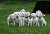 Dogo Argentino Hund