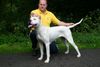 Dogo Argentino Foto: Dogo Argentino Kennel De La Belleza Blanca (ID 26876) Dogo Argentino Hund
