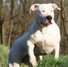 Dogo Argentino Hund