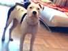 Dogo Argentino Foto: Könnte ich ein dogo mix sein (ID 30019) Dogo Argentino Hund