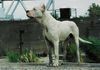 Dogo Argentino Foto: My Dream : NIX (ID 17204) Dogo Argentino Hund