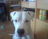 Dogo Argentino Foto: Das ist unsrer Süßer Oreon,er ist jetzt 1 jahr und 3 mon. (ID 10021) Dogo Argentino Hund