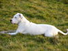 Dogo Argentino Hund