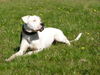 Dogo Argentino Hund