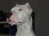 Dogo Argentino Foto: Immer wachsam! (ID 18401) Dogo Argentino Hund