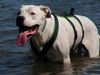 Dogo Argentino Hund
