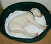 Dogo Argentino Hund