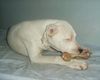 Dogo Argentino Hund