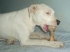 Dogo Argentino Hund