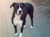 Dogo Argentino Hund