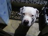 Dogo Argentino Hund