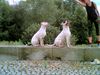 Dogo Argentino Foto: jochen&wallace(wenn der vater mit dem sohne) (ID 23657) Dogo Argentino Hund
