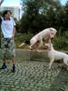 Dogo Argentino Foto: jochen&wallace jippi ein kängeruh (ID 23658) Dogo Argentino Hund