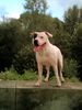 Dogo Argentino Foto: jochen,vater von wallace (ID 23656) Dogo Argentino Hund