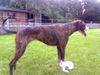 Dogo Argentino Foto: Dogomix für WM 2006 (ID 27823) Dogo Argentino Hund