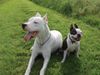 Dogo Argentino Foto: Venga und Sparky (ID 23499) Dogo Argentino Hund