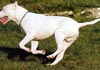 Dogo Argentino Foto (ID 40) Dogo Argentino Hund