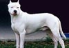 Dogo Argentino Foto (ID 78) Dogo Argentino Hund
