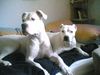 Dogo Argentino Foto: Die besten Freunde (ID 20777) Dogo Argentino Hund