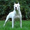 Dogo Argentino Foto: Deus aus SCG (ID 21307) Dogo Argentino Hund