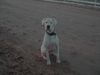 Dogo Argentino Foto: uxor (ID 11705) Dogo Argentino Hund