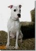 Dogo Argentino Foto: Das ist Tequila,ein super Familienhund (ID 26387) Dogo Argentino Hund
