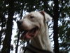 Dogo Argentino Hund