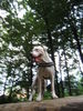 Dogo Argentino Hund