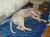 Dogo Argentino Foto: Vodka (ID 32532) Dogo Argentino Hund
