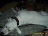Dogo Argentino Foto: Fee u. Sir Henry (ID 17745) Dogo Argentino Hund