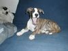 Dogo Argentino Foto: dogomix (ID 10845) Dogo Argentino Hund