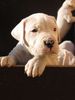 Dogo Argentino Foto: De La Belleza Blanca (ID 26880) Dogo Argentino Hund