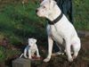 Dogo Argentino Foto: De La Belleza Blanca (ID 26879) Dogo Argentino Hund