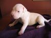Dogo Argentino Foto: New PUP (ID 26066) Dogo Argentino Hund