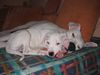 Dogo Argentino Foto: Diego und Shakira (ID 16525) Dogo Argentino Hund