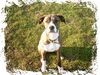 Dogo Argentino Foto: Dogomix in Action (ID 10544) Dogo Argentino Hund