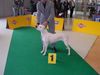 Dogo Argentino Foto: ÖCH Ogi Fochris auf der Austellung in Wieselburg in NÖ (ID 12612) Dogo Argentino Hund
