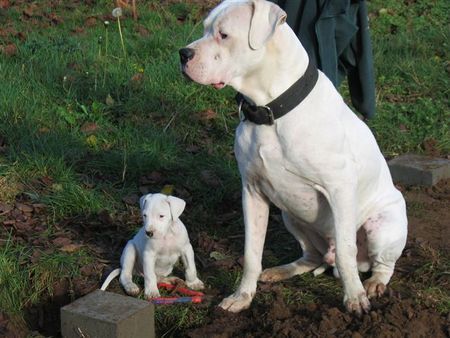 Dogo Argentino Hunde Foto 26879 Dogo Argentino De La Belleza Blanca