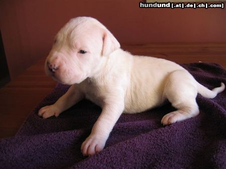 Dogo Argentino Hunde Foto 26066 Dogo Argentino New PUP